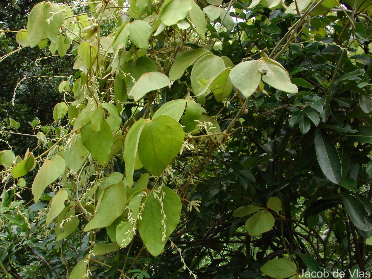 Dioscorea tomentosa J.Koenig ex Spreng.